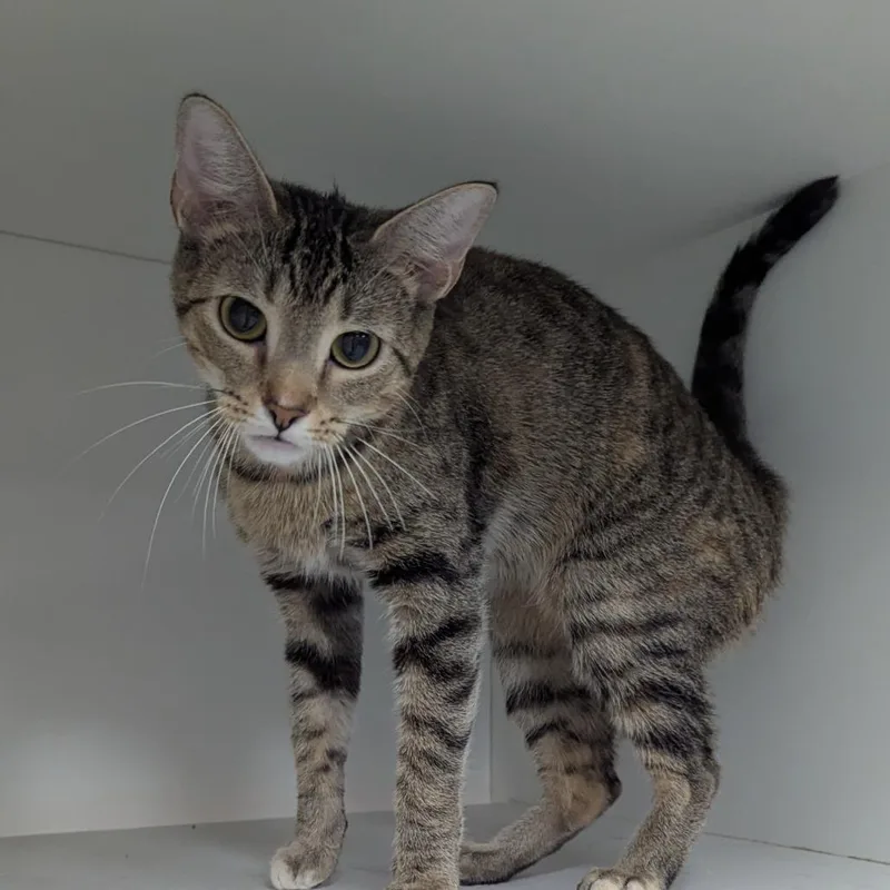 An adult small-sized female Domestic Short Hair cat named Kyler for adoption in Jeffersonville, IN
