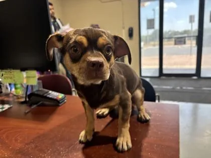 An adult small-sized male Pug dog named Brownie for adoption in Harlingen, TX