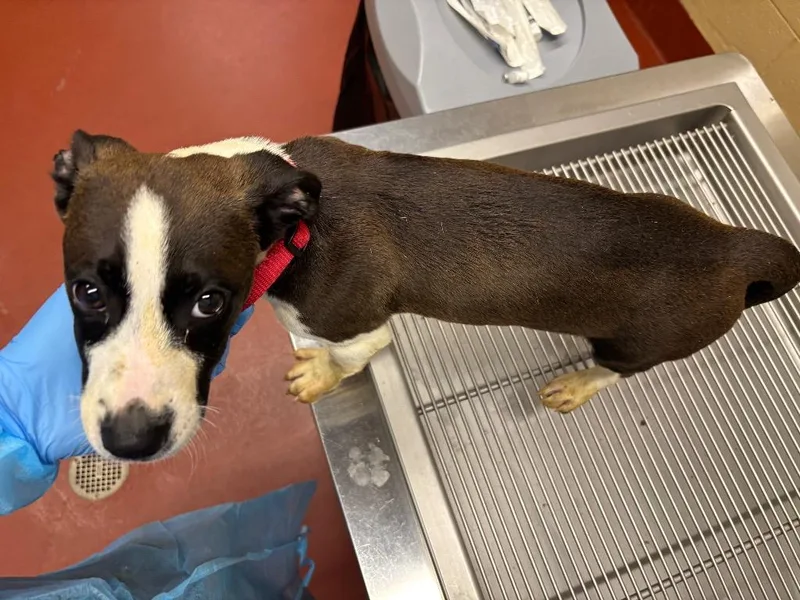 A baby small-sized male Mixed Breed dog named Tigger for adoption in Douglasville, GA