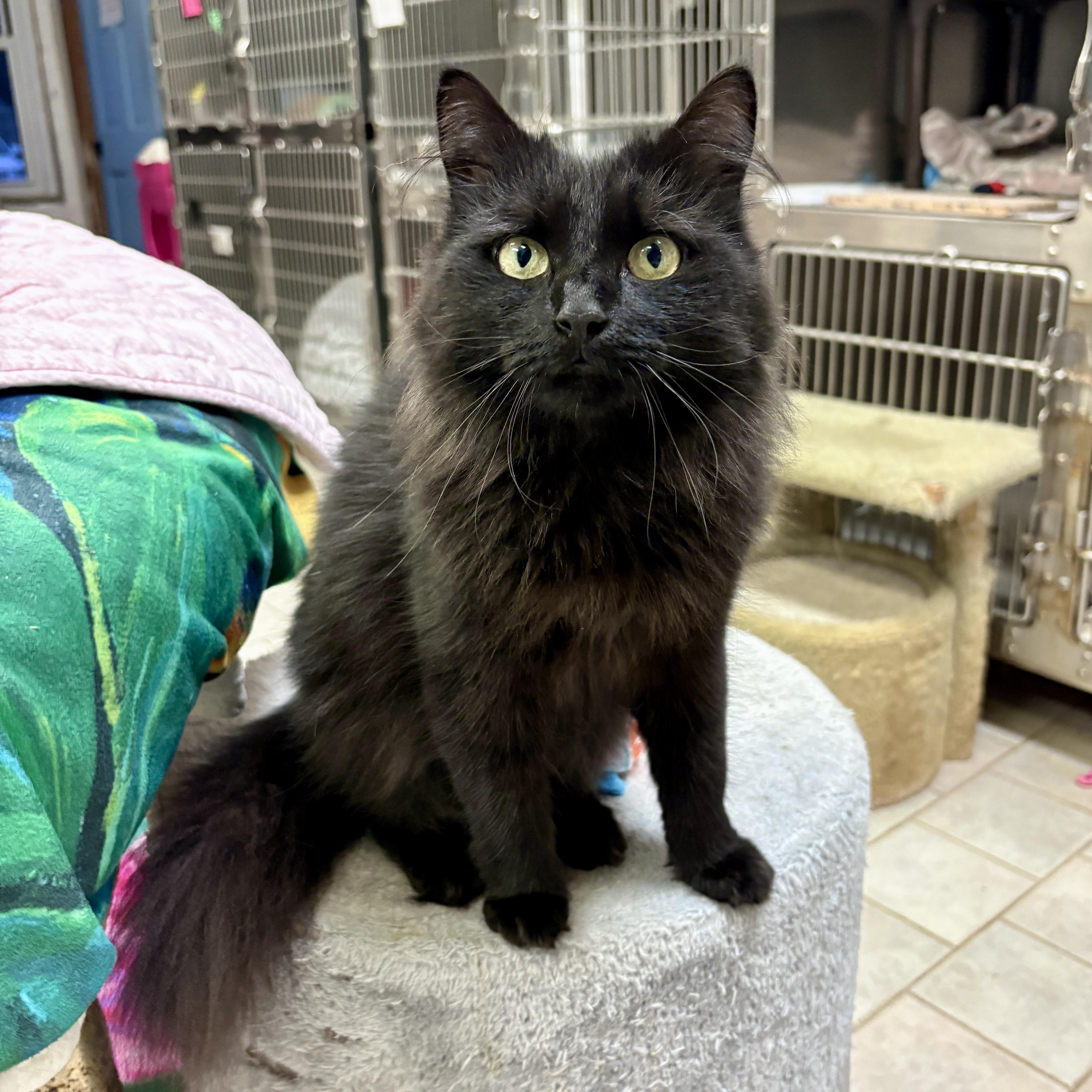 A young medium-sized female Domestic Long Hair cat named Raven for adoption in Beacon, NY