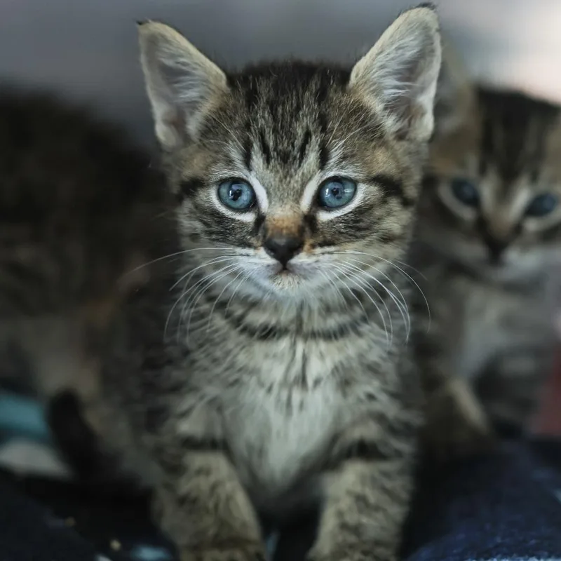 A baby small-sized male Brown / Chocolate Domestic Short Hair cat named Melman for adoption in Los Angeles, CA
