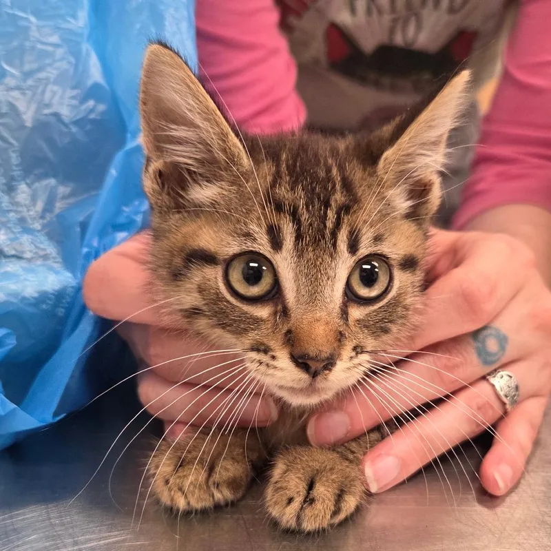 A baby small-sized male Gray / Blue / Silver Domestic Short Hair cat named Tiramisu for adoption in Chattanooga, TN