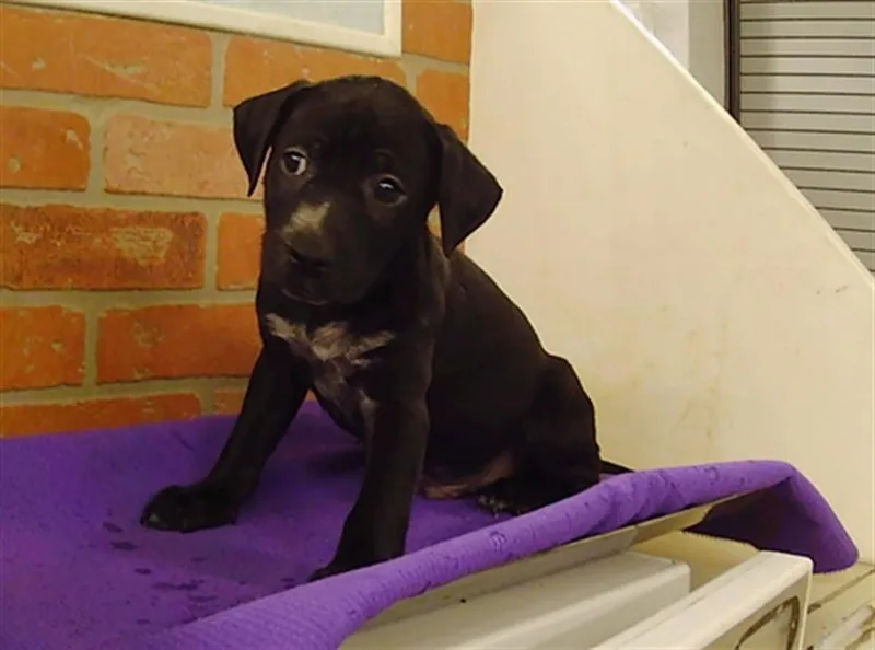 A baby small-sized male American Staffordshire Terrier dog named Germany for adoption in Houston, TX