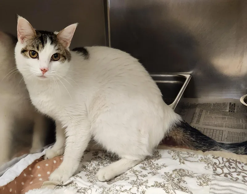 A young medium-sized female White Domestic Short Hair cat named Three for adoption in Clayton, NJ