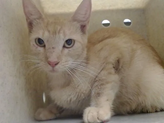 A young small-sized female Domestic Short Hair cat named A for adoption in Moreno Valley, CA