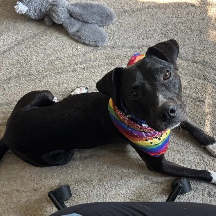 A young medium-sized male Black Terrier dog named Bartlet for adoption in South Plainfield, NJ