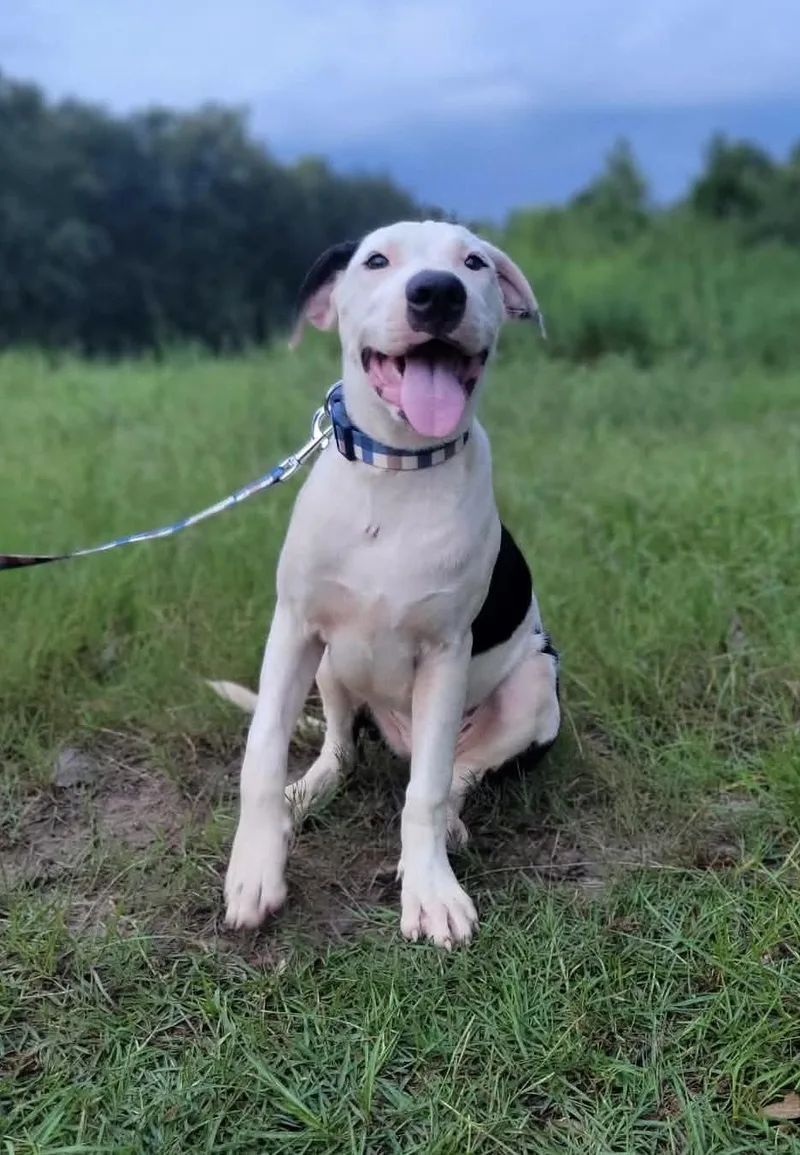 A baby medium-sized male American Bulldog dog named Brian for adoption in Leesburg, GA