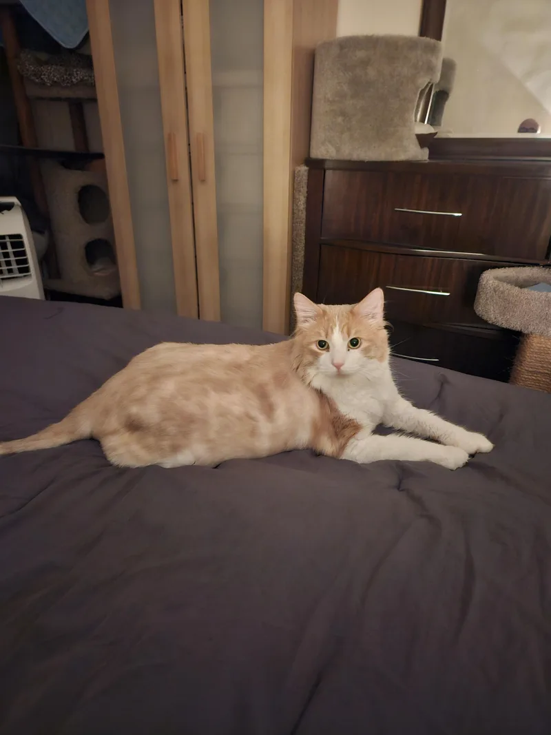 An adult large-sized male Orange & White Domestic Short Hair cat named Garfield for adoption in Woodside, NY