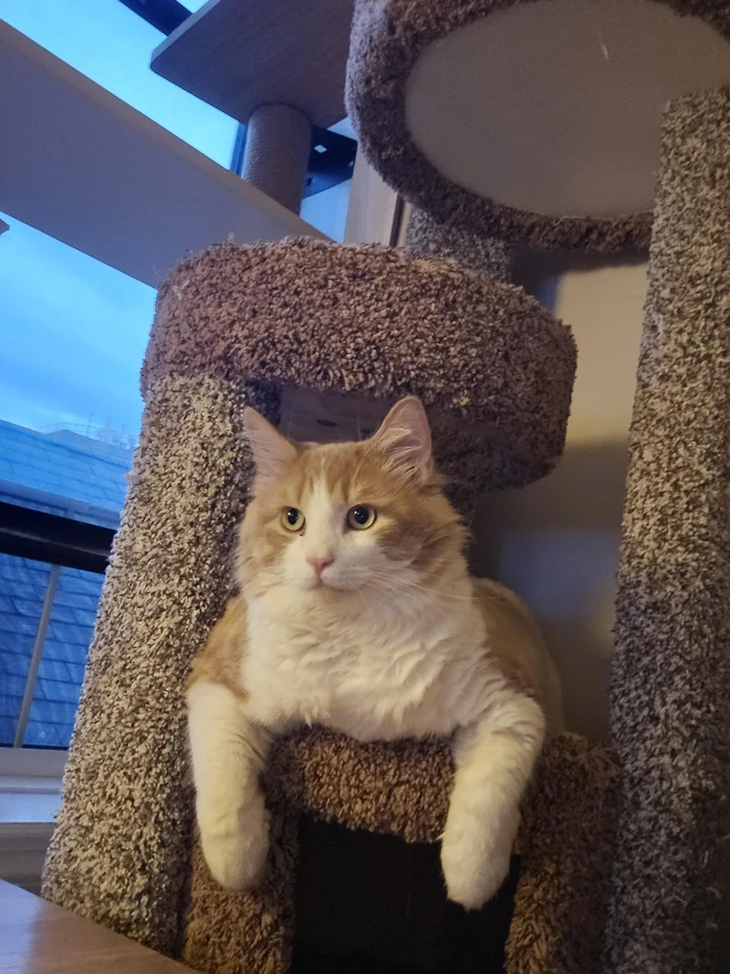 Garfield thumbnail 2