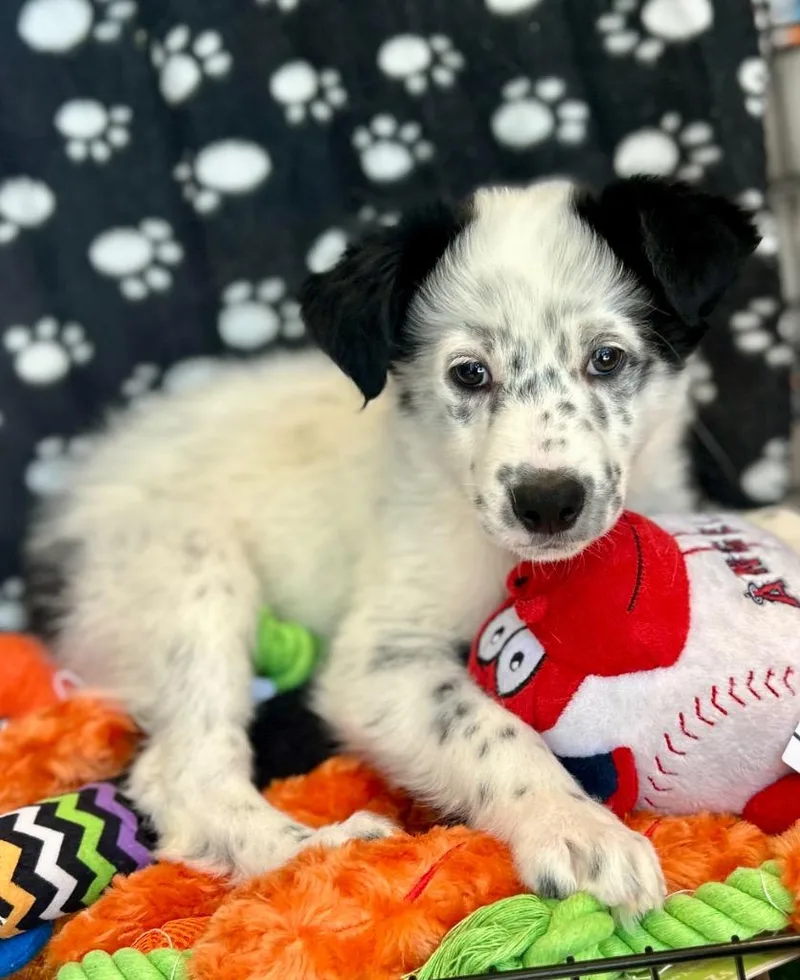 A baby medium-sized male Australian Shepherd dog named Panda for adoption in Cottonwood, AZ