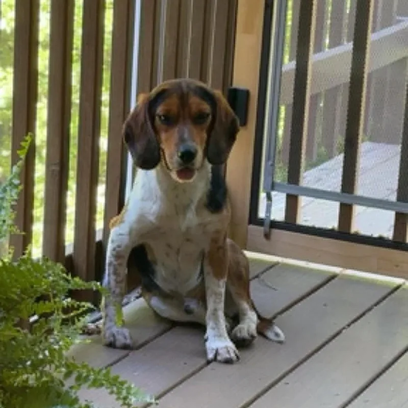 A young medium-sized male Tricolor (Brown, Black, & White) Beagle dog named Lewey for adoption in Sunderland, MD
