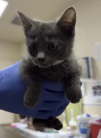 A baby small-sized female Domestic Short Hair cat named Tommy for adoption in Riverside, CA