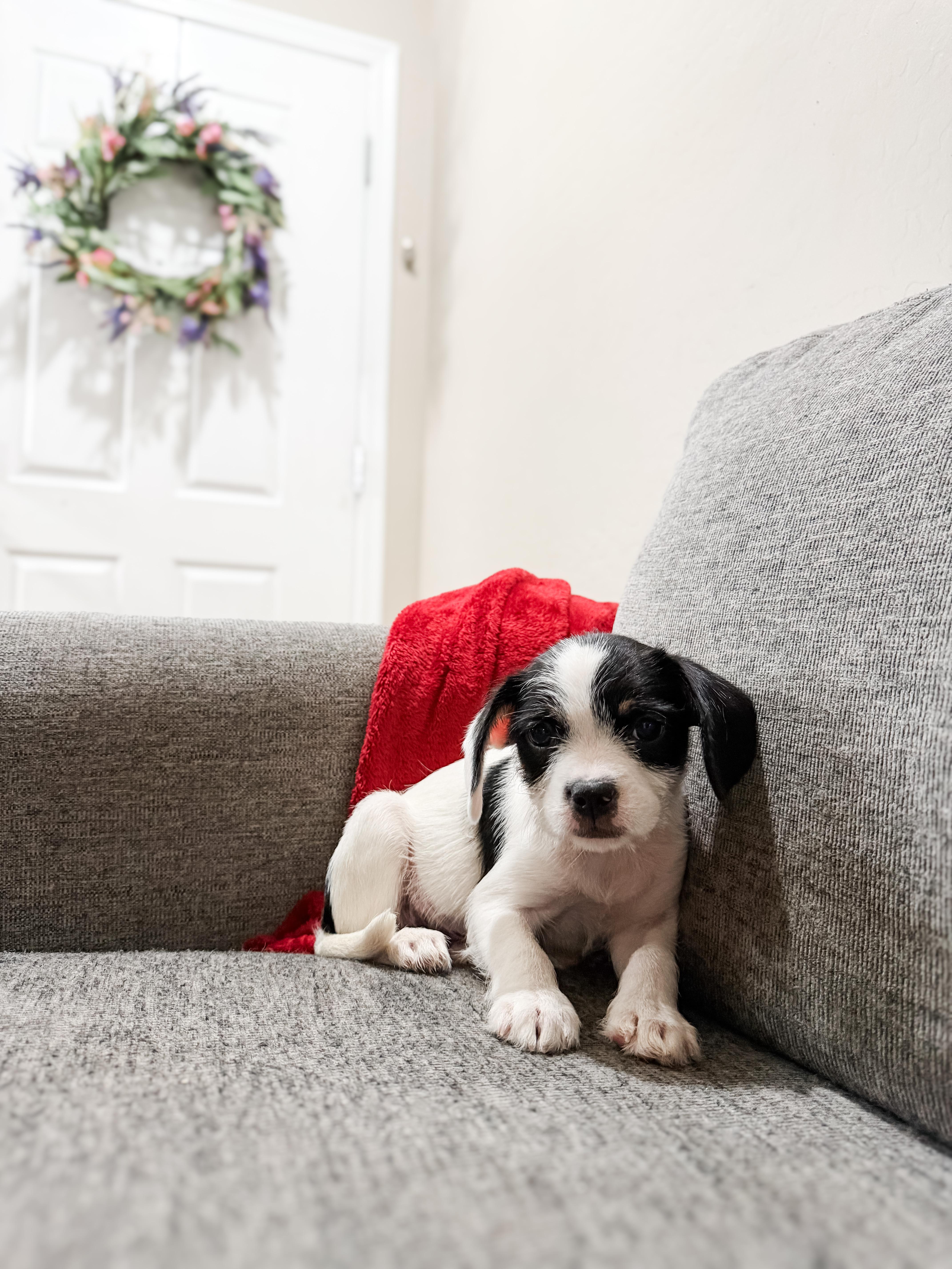 A baby small-sized female Terrier dog named Justice for adoption in Goodyear, AZ