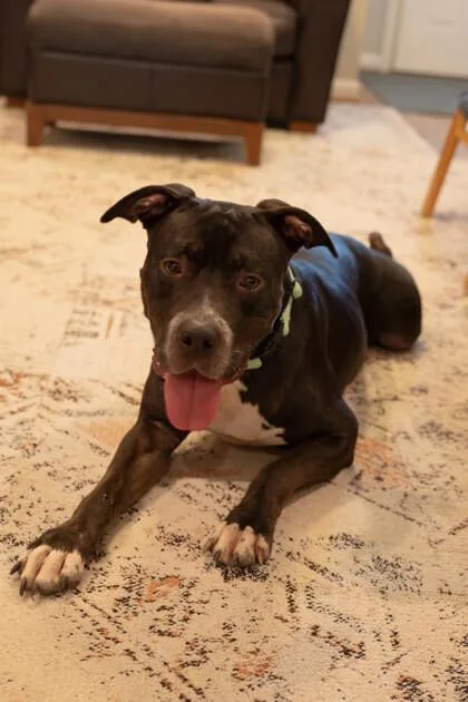 An adult medium-sized female Black Pit Bull Terrier dog named Tina for adoption in Houston, TX