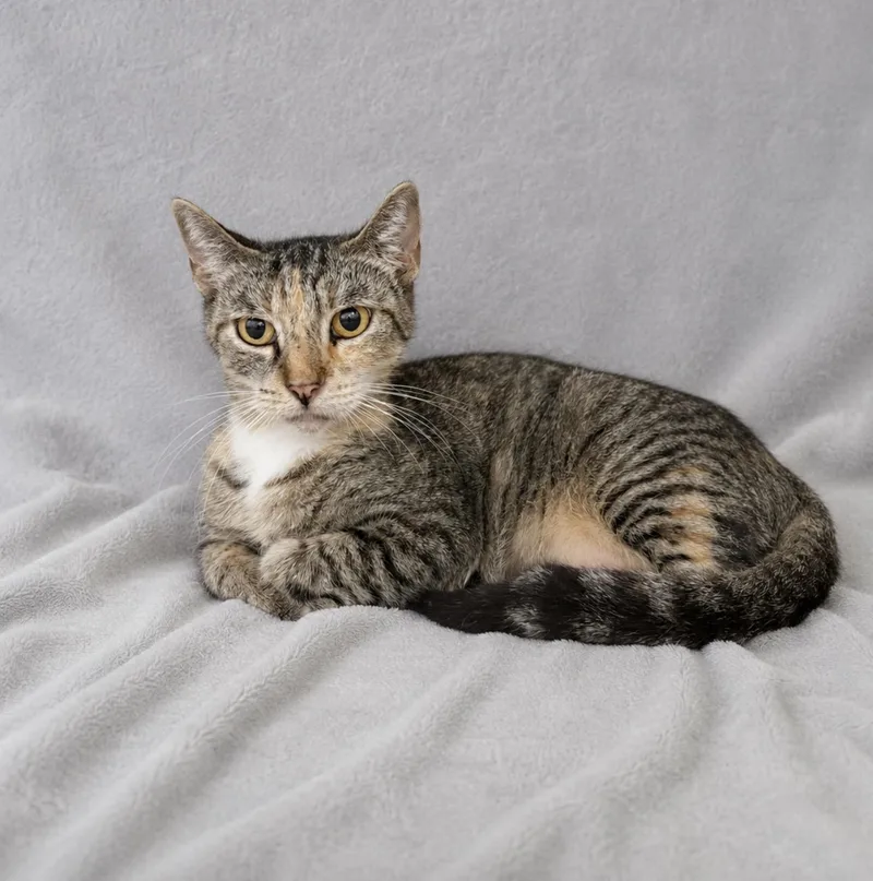 A young medium-sized female Torbie Domestic Short Hair cat named Amberly for adoption in Valdosta, GA