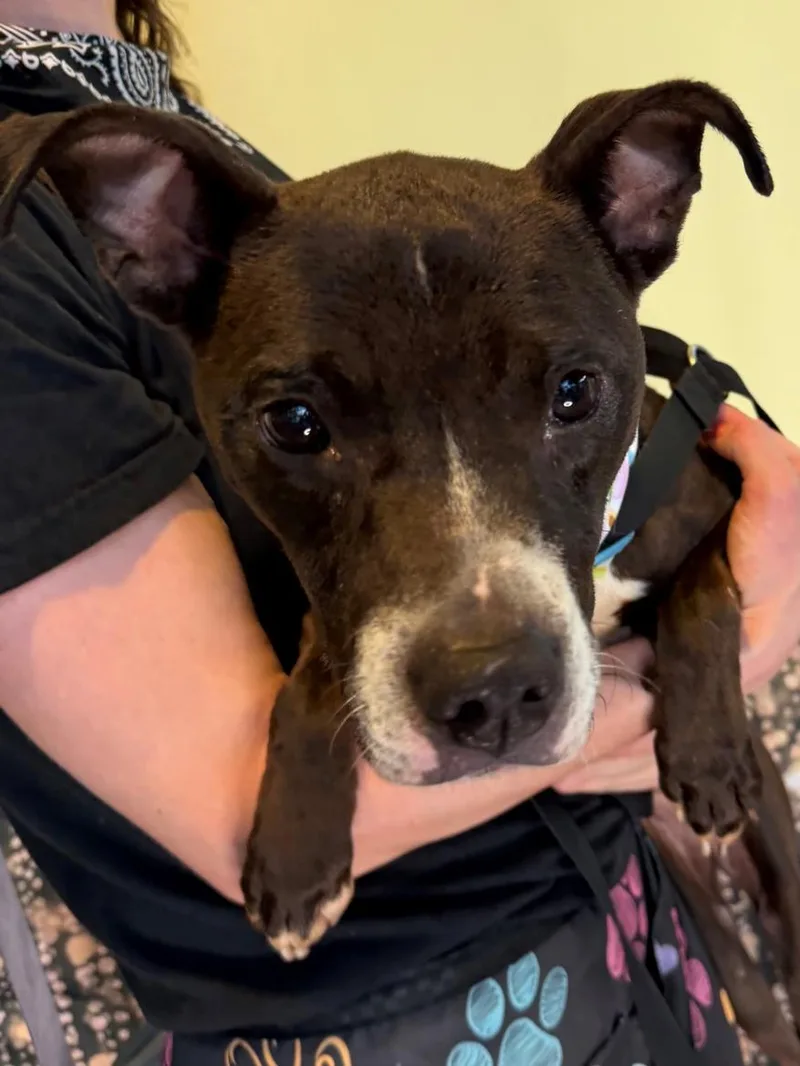 An adult medium-sized female Pit Bull Terrier dog named Anaya for adoption in Tulsa, OK