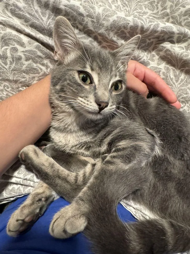 Sylvester thumbnail 2