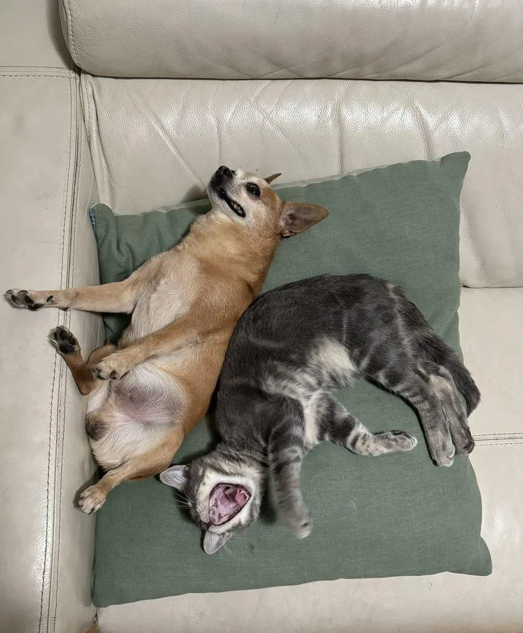 Sylvester thumbnail 3