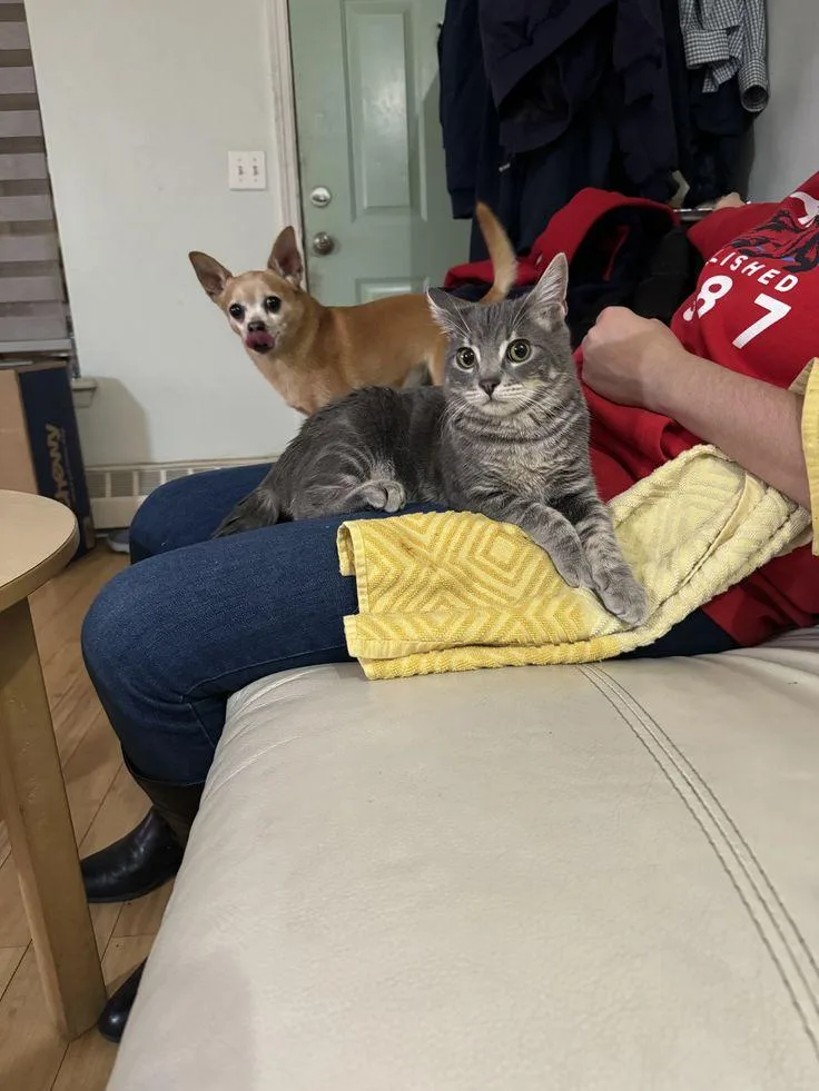 Sylvester thumbnail 5