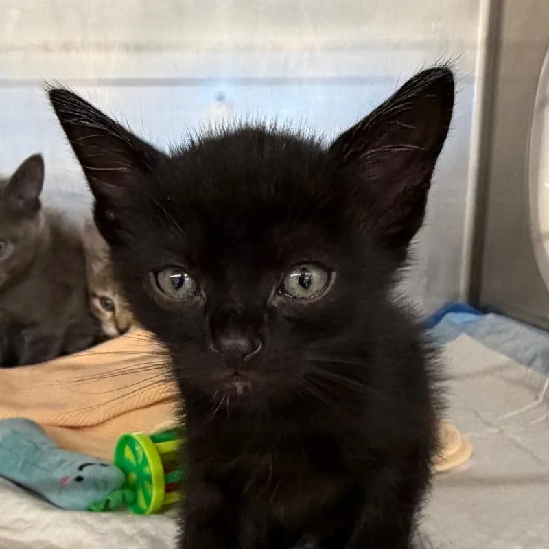 A baby small-sized female Brown / Chocolate Domestic Short Hair cat named Earl for adoption in West Palm Beach, FL
