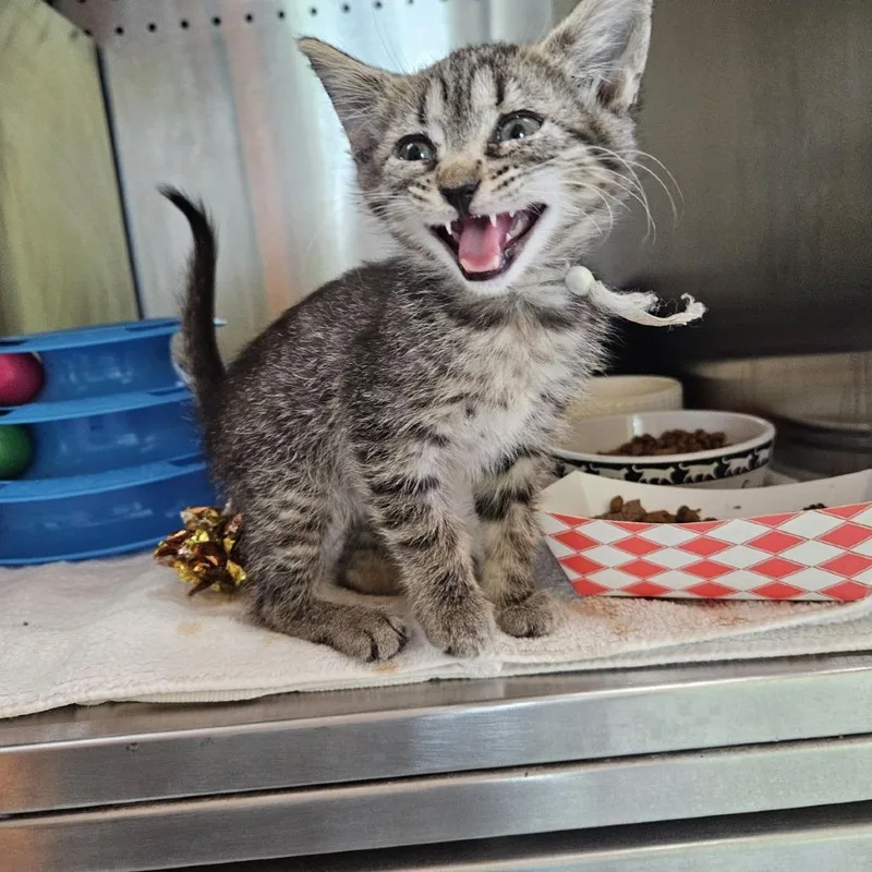 A baby small-sized female Brown / Chocolate Domestic Short Hair cat named Rogers for adoption in Austin, TX