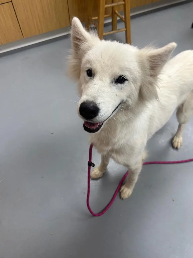 A young medium-sized female Husky dog named Loki for adoption in Hartsville, SC