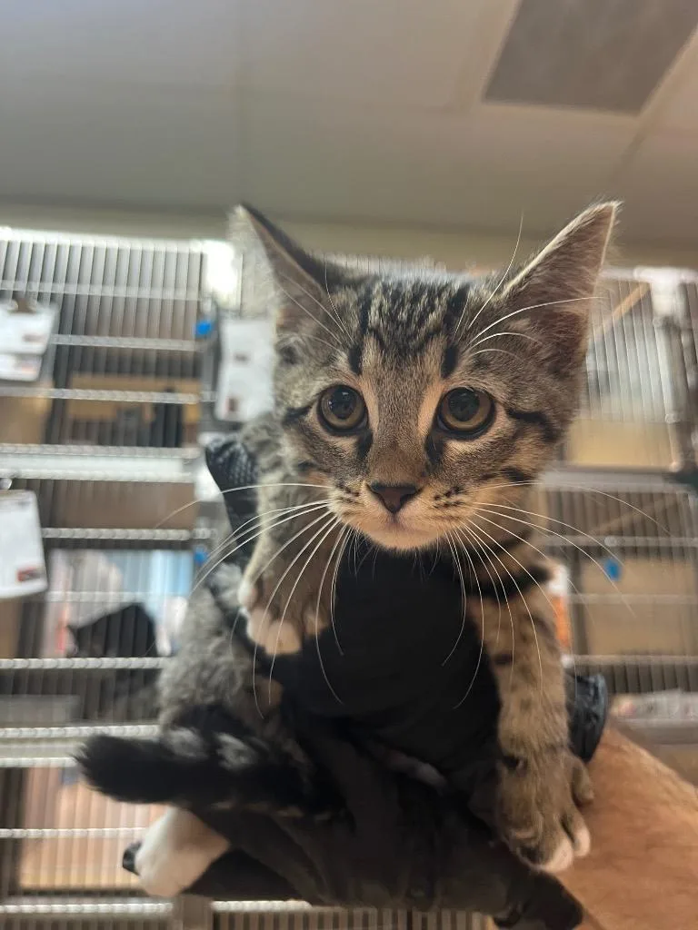 A baby medium-sized female Domestic Short Hair cat named Shelly for adoption in Nacogdoches, TX