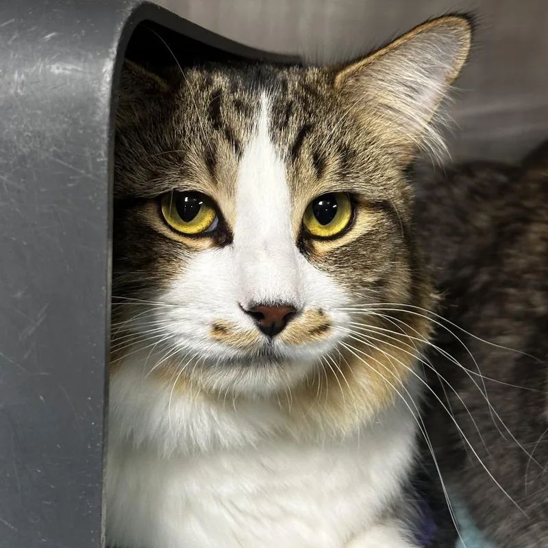 A young large-sized male Brown / Chocolate Domestic Long Hair cat named Felix for adoption in Chicago, IL