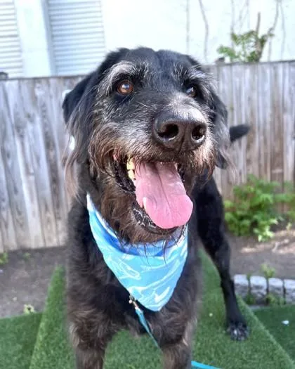 An adult large-sized male Terrier dog named River for adoption in Washington, DC