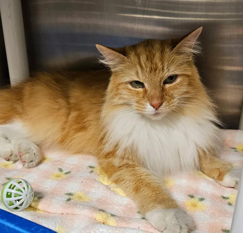 An adult medium-sized male Domestic Long Hair cat named Carrot for adoption in Johnson City, TN