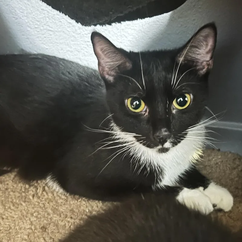 An adult small-sized female Black Domestic Short Hair cat named Jupiter for adoption in Wichita, KS