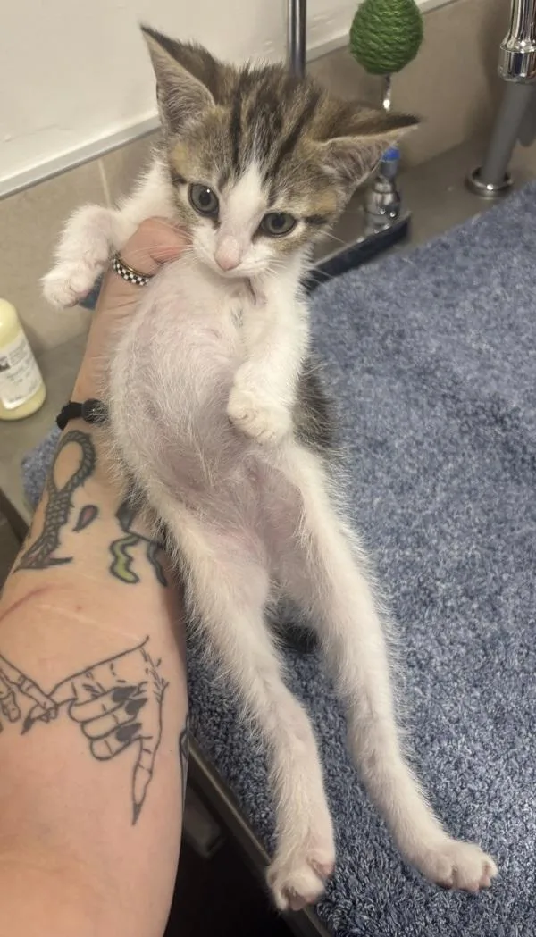 A baby small-sized male Domestic Short Hair cat named Flynn Jr. for adoption in Stratham, NH