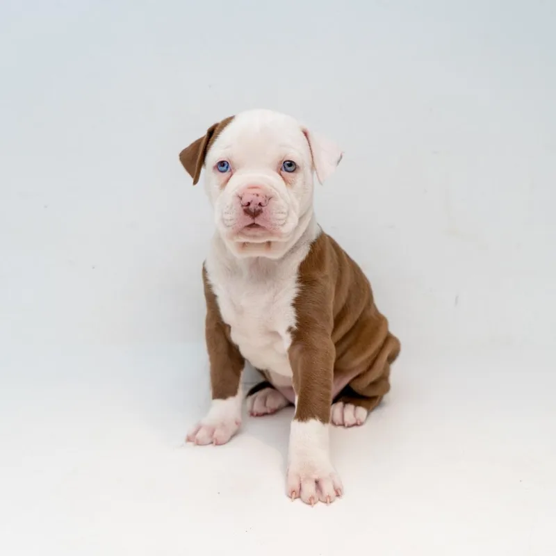 A baby small-sized female Brown / Chocolate Retriever dog named Darcy for adoption in New York, NY