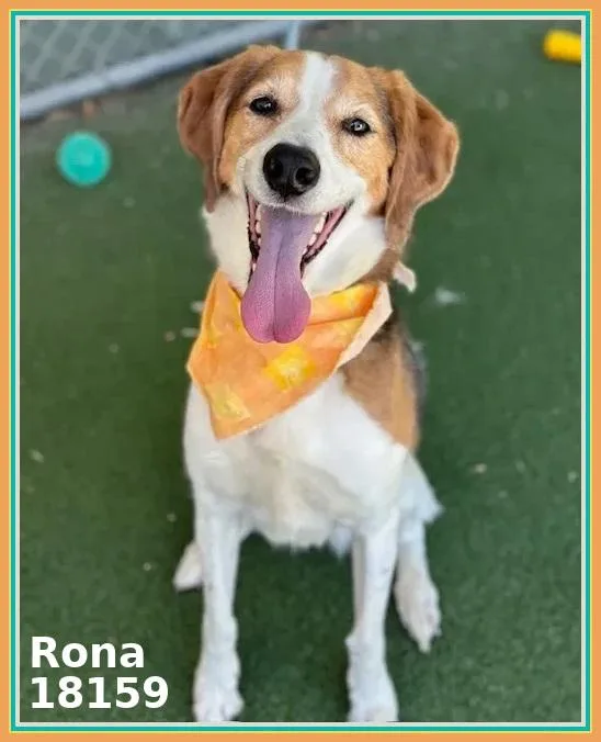 An adult medium-sized female Tricolor (Brown, Black, & White) Foxhound dog named Rona for adoption in Marietta, GA