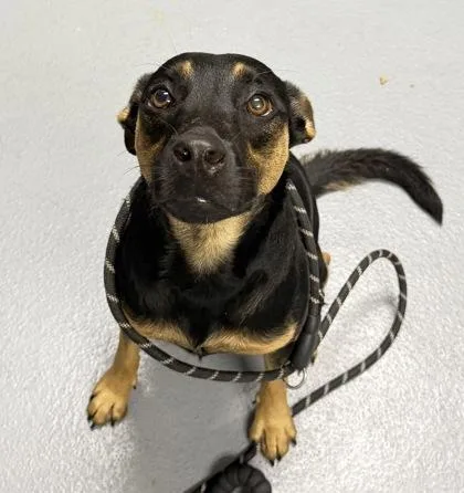 A young medium-sized female Mixed Breed dog named Storm for adoption in Daytona Beach, FL