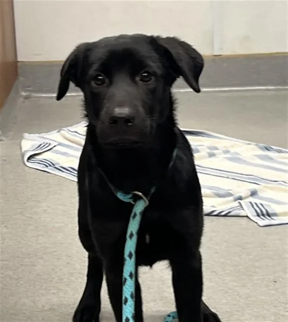 A young small-sized female Labrador Retriever dog named Sissy for adoption in Rancho Cucamonga, CA