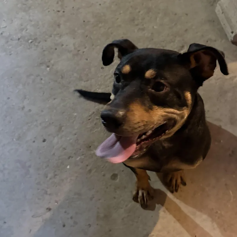 A young medium-sized male Brown / Chocolate Mixed Breed dog named Rocky for adoption in Cumberland, RI