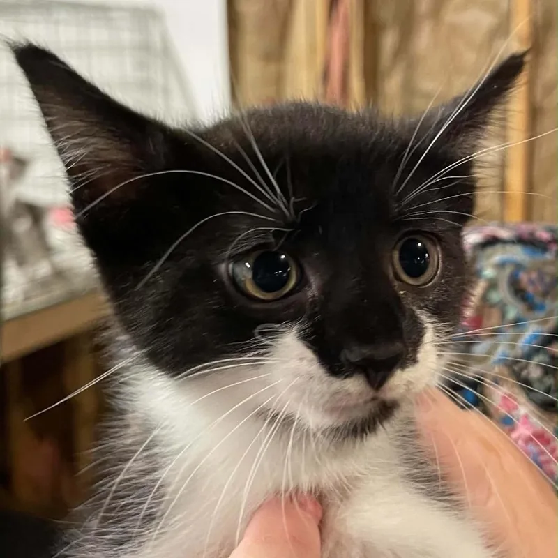 A baby small-sized male Black Domestic Short Hair cat named Sir Juniper for adoption in Inwood, WV