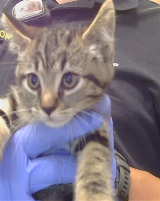 A baby small-sized male Domestic Short Hair cat named Prometheus for adoption in Sacramento, CA