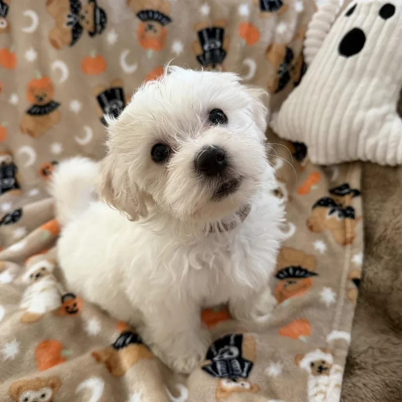 A baby small-sized male Poodle dog named Casper for adoption in Las Vegas, NV