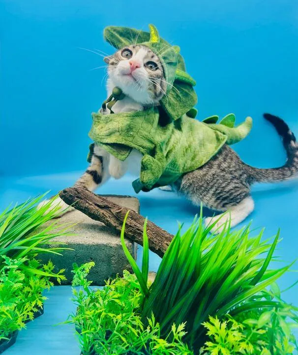 A young small-sized male Domestic Short Hair cat named Batcat for adoption in Tracy, CA