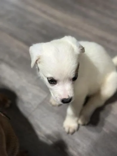 Macchiato thumbnail 3