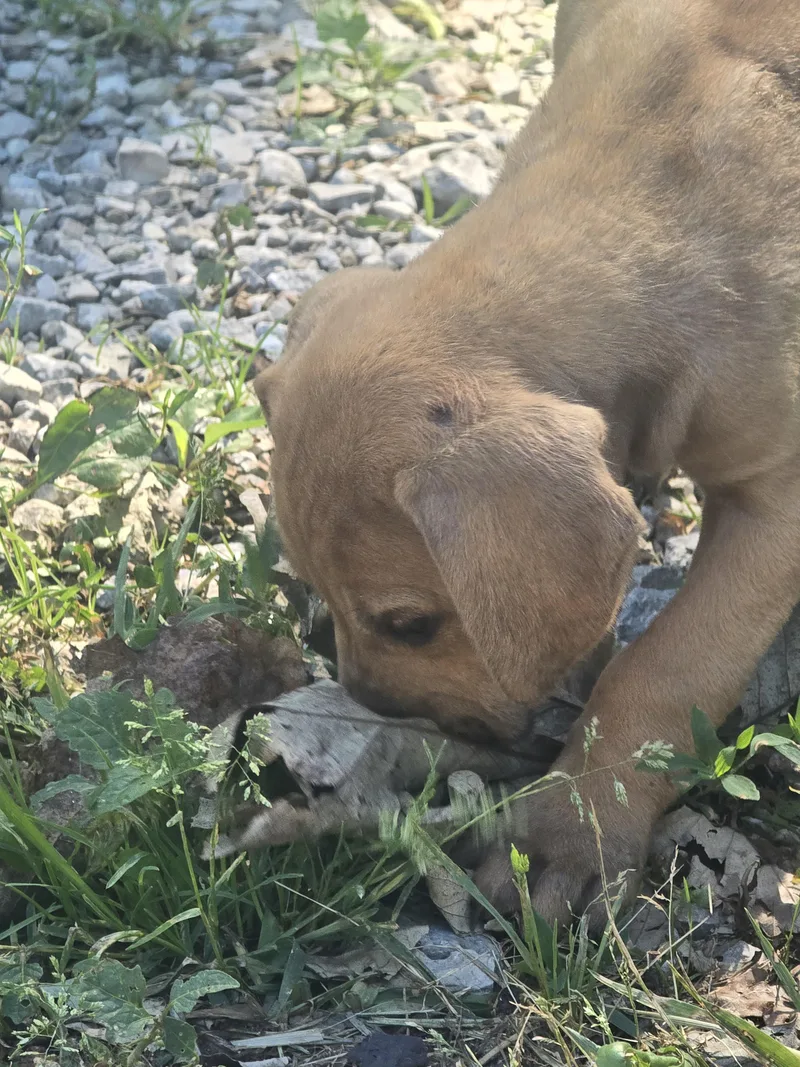 A baby extra large-sized female Golden Great Dane dog named Squirrel for adoption