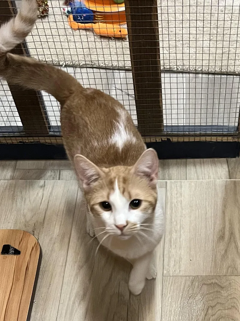 A young medium-sized male Orange & White Domestic Short Hair cat named Dallas for adoption in Blasdell, NY