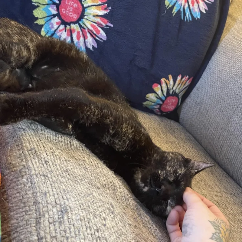 A young small-sized female Tortoiseshell Domestic Short Hair cat named Betsy Krabs for adoption in Scranton, PA