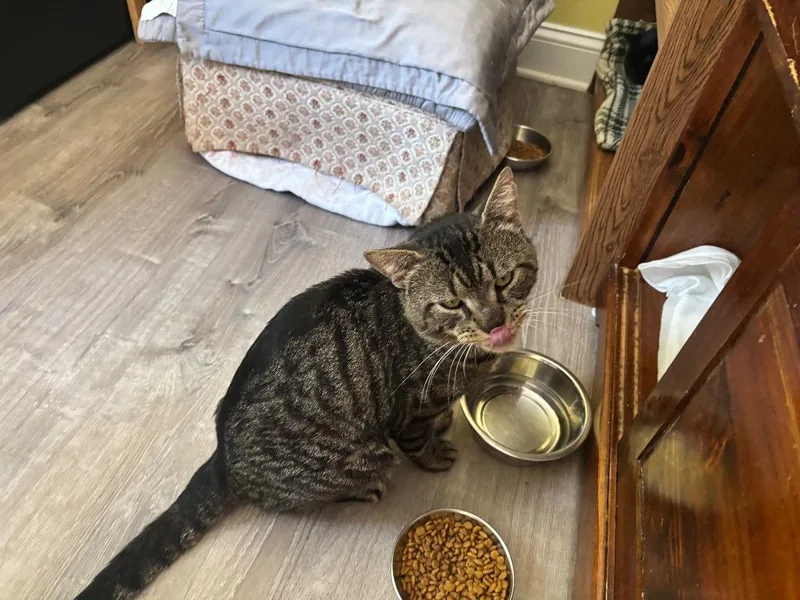A young small-sized male Domestic Short Hair cat named Jackson for adoption in Gorham, ME