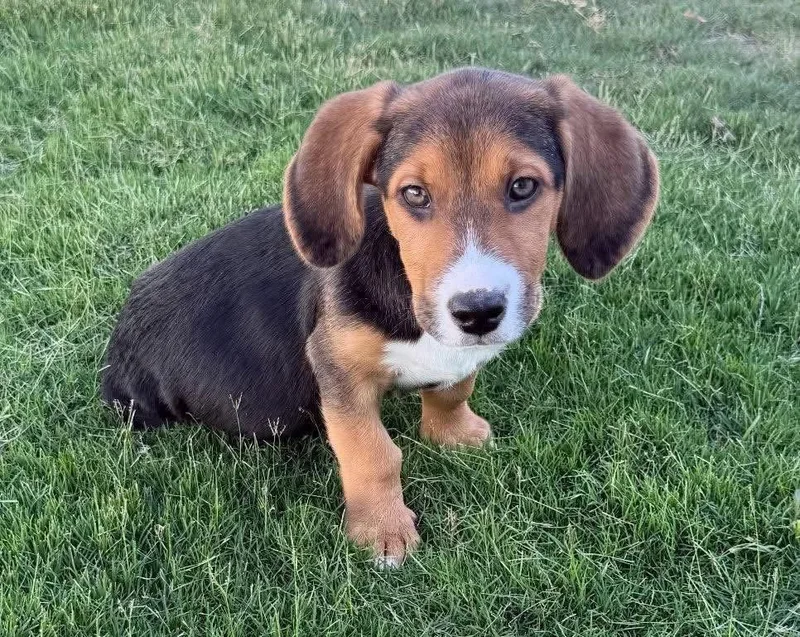 A young medium-sized male Beagle dog named Elmo for adoption in New London, WI