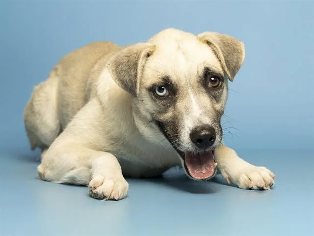 A young medium-sized female German Shepherd Dog dog named Kiera for adoption in Phoenix, AZ