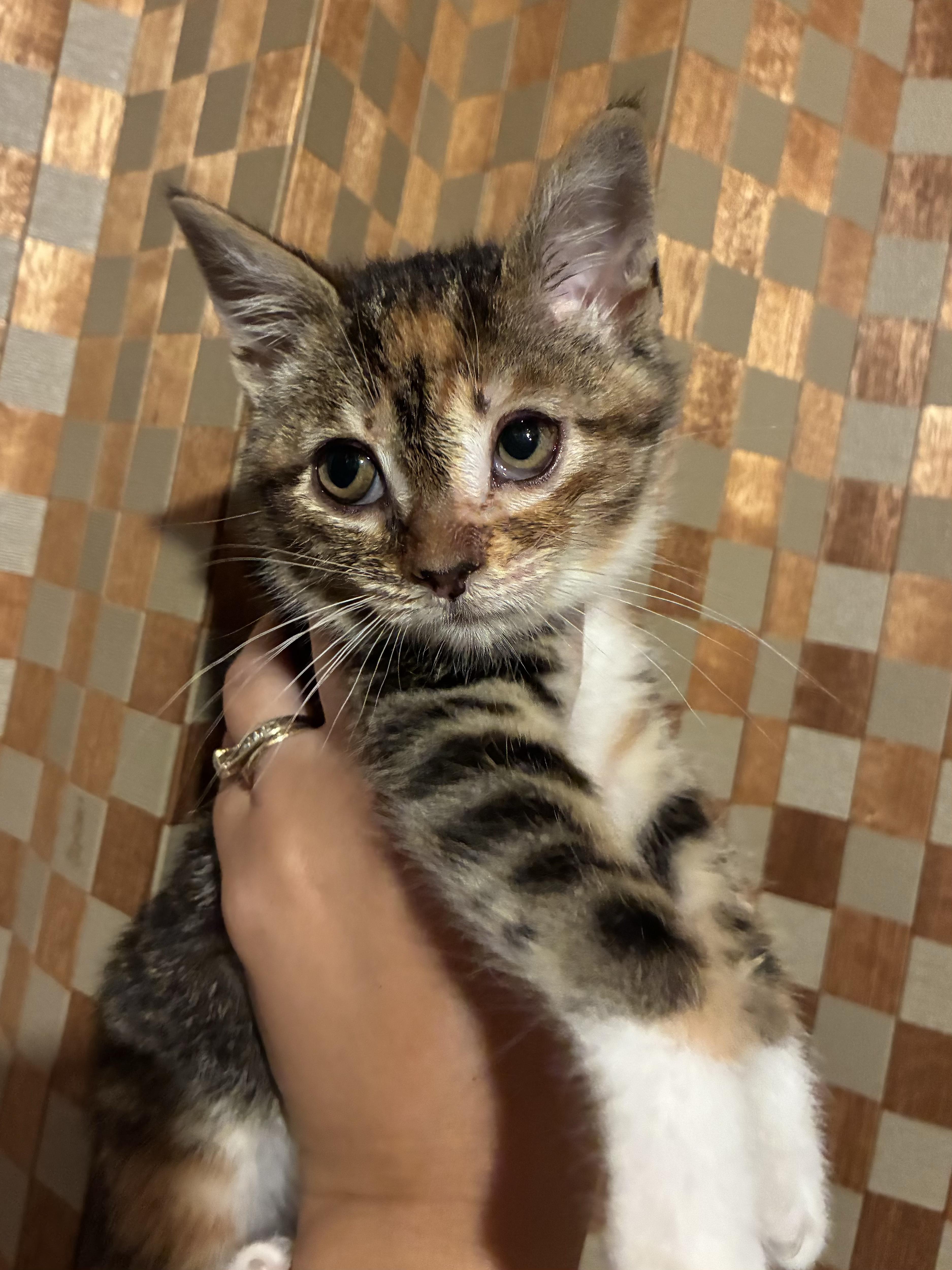 A baby medium-sized female Tabby (Brown / Chocolate) Domestic Short Hair cat named Hope for adoption in Columbia, MD