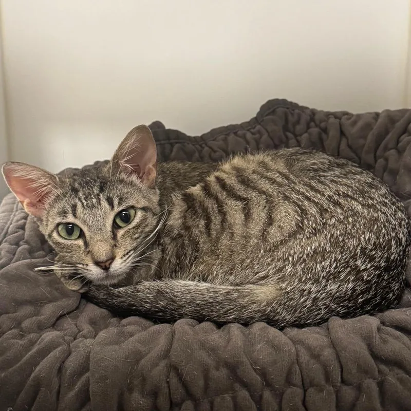 A young medium-sized female Brown / Chocolate Domestic Short Hair cat named Celestia for adoption in West Palm Beach, FL